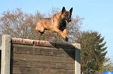 MALINOIS 1055